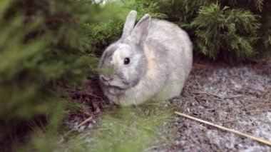 Easter greetings - Easter bunny rabbit sitting in grass in garden 