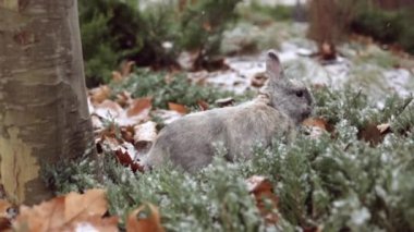 Easter greetings - Easter bunny rabbit sitting in grass in garden when snowing.