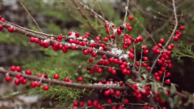 bir ağaç yakın çekim yapraklarda ilk kar düşüyor