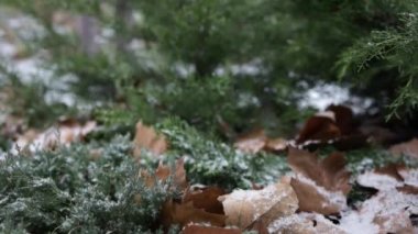bir ağaç yakın çekim yapraklarda ilk kar düşüyor