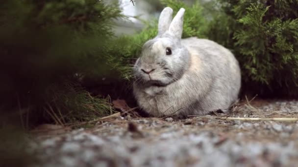 Easter Greetings Easter Bunny Rabbit Sitting Grass Garden Snowing — 图库视频影像
