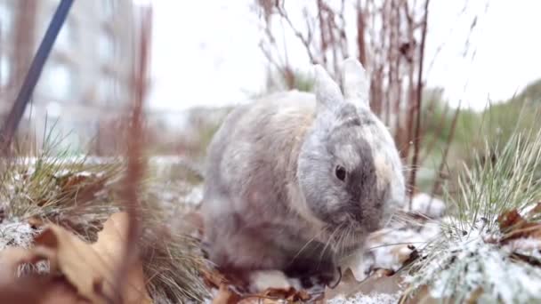 Пасхальные Поздравления Пасхальный Кролик Сидит Траве Саду Время Снега — стоковое видео