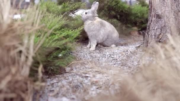 Easter Greetings Easter Bunny Rabbit Sitting Grass Garden Snowing — Stock Video