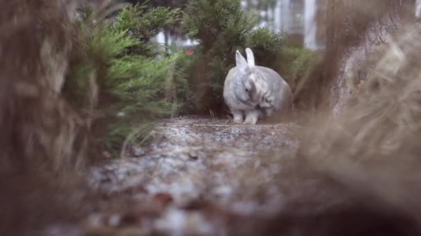 Easter Greetings Easter Bunny Rabbit Sitting Grass Garden Snowing — Wideo stockowe