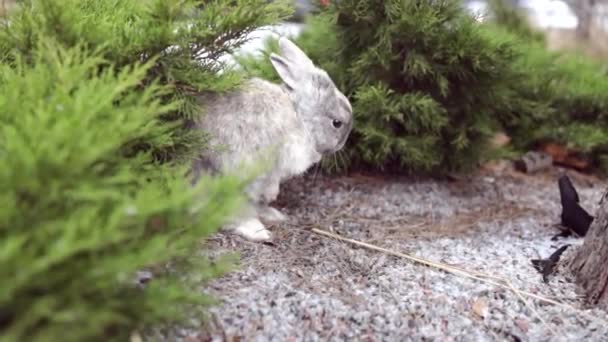 Easter Greetings Easter Bunny Rabbit Sitting Grass Garden Snowing — Vídeos de Stock