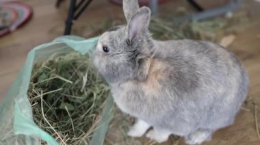Funny cute grey bunny eating, chewing hay, looking at camera. Adorable pet, domestic animal sitting, having meal. Easter rabbit or rodent at home, indoors concept.