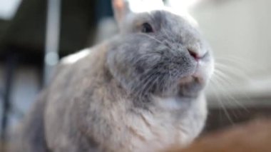 Funny cute grey bunny eating. Adorable pet, domestic animal sitting, having meal. Easter rabbit or rodent at home, indoors concept.