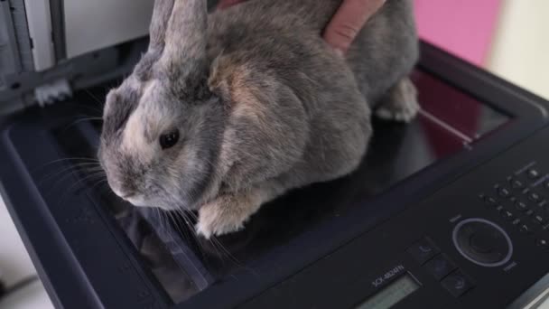 小型ホームスキャナー コピー機 使いやすいデバイス かわいいウサギはスキャナ上に横たわる — ストック動画