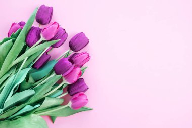 Pembe arka planda güzel pembe laleler, kopyalama alanı.