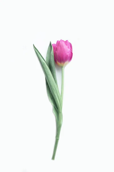Красивый Нежный Пружинный Тюльпан Белом Фоне — стоковое фото