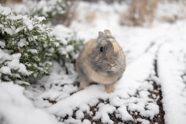 Wild Rabbit Cottontail Rabbit Snow — Stock Photo, Image