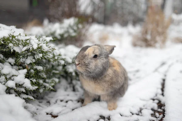 Wild Rabbit Cottontail Rabbit Snow — Stock Photo, Image