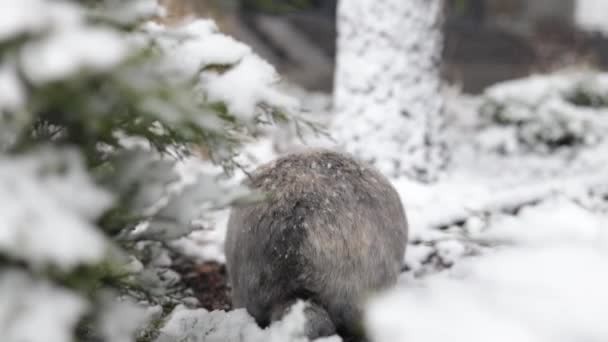 Snowshoe Hare Rabbit Lepus Americanus Varying Hare Foraging Snow Snowfall — Stock Video