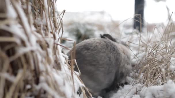 Sneeuwschoen Haas Konijn Lepus Americanus Wisselende Haas Foerageert Sneeuw Tijdens — Stockvideo