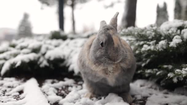 Schneeschuhhasen Putzen Gesicht Schnee Während Eines Schneefalls Winter Handheld Nahaufnahme — Stockvideo