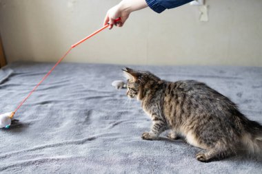 Tüylü kedi evde yatakta yatarken oyuncak yakalıyor.