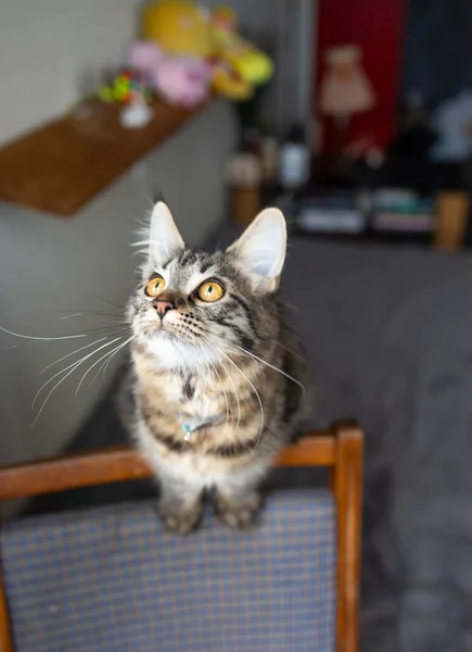 窓に若い子ネコ品種メインクーン 美しいキティ — ストック写真