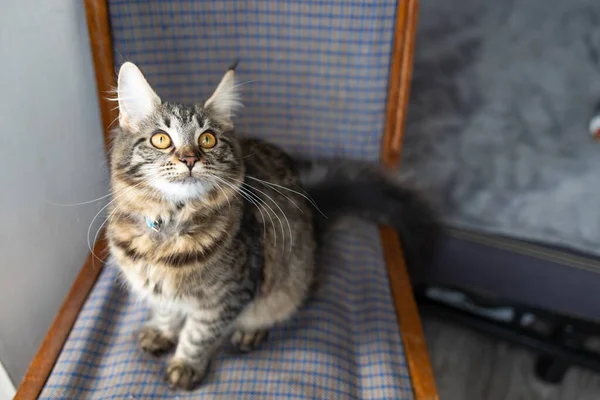 Ung Kattunge Rasen Maine Coon Mot Fönstret Vackra Kitty — Stockfoto