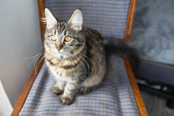 고양이 Coon — 스톡 사진