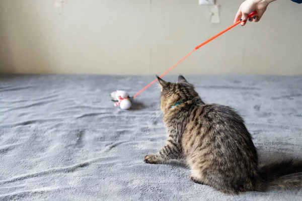 Tüylü Kedi Evde Yatakta Yatarken Oyuncak Yakalıyor — Stok fotoğraf