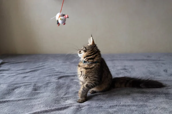 Tüylü Kedi Evde Yatakta Yatarken Oyuncak Yakalıyor — Stok fotoğraf