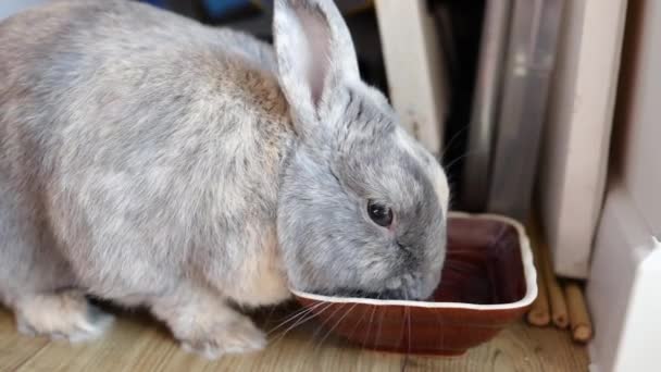 Grey Bunny Pije Wodę Tacy Domu — Wideo stockowe