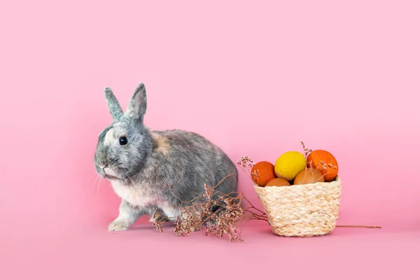 色彩艳丽的彩蛋和粉色背景的兔子 — 图库照片