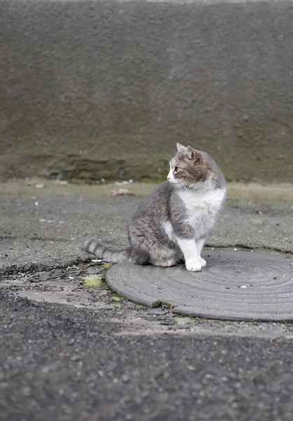 Little Street Cat Βρίσκεται Κοντά Στα Παλιά Τείχη Του Σπιτιού — Φωτογραφία Αρχείου