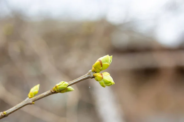 First Spring Tender Leaves Buds Branches Macro Background — Stock Photo, Image