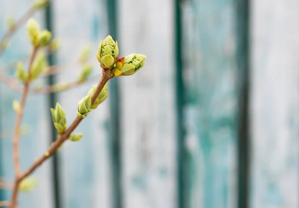 Bahar Yaprakları Tomurcuklar Dallar Makro Arkaplan — Stok fotoğraf