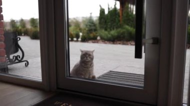 Bir başıboş vahşi kedi camdan içeri bakıyor, verandanın girişinde bekliyor.