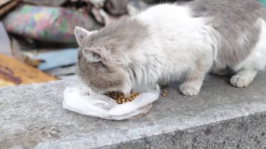 Rusya 'nın Ukrayna' daki savaşı. Terk edilmiş hayvanlar. Çerçevedeki aç ve korkmuş kedi