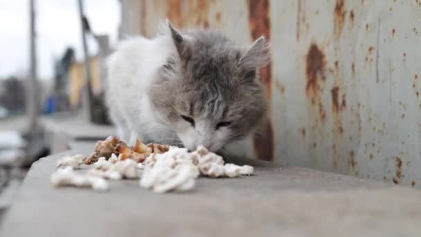 Πόλεμος Της Ρωσίας Στην Ουκρανία Εγκαταλελειμμένα Κατοικίδια Πεινασμένη Φοβισμένη Γάτα — Αρχείο Βίντεο