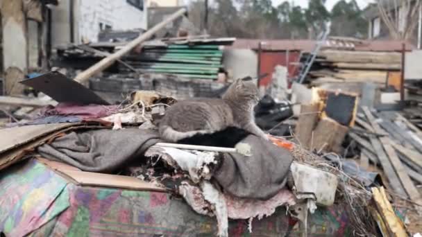 Krig Ukraina Ensam Skrämd Katt Nära Förstörda Och Brända Hus — Stockvideo