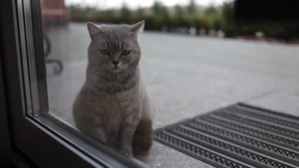 Gato Abandonado Abandonado Tabby Feral Olhando Através Porta Janela Vidro — Vídeo de Stock