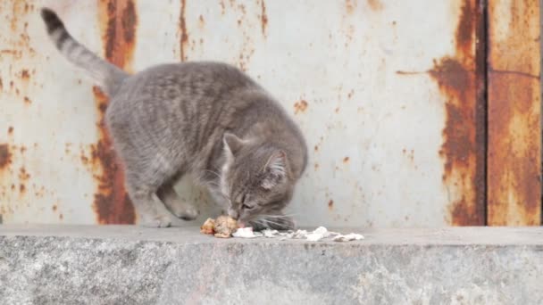 Guerra Rusia Ucrania Animales Abandonados Hambriento Asustado Gato Marco — Vídeos de Stock