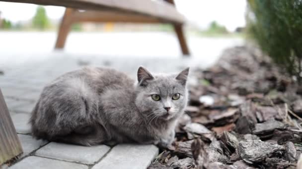 通りにかわいい灰色の野良猫の肖像画 — ストック動画