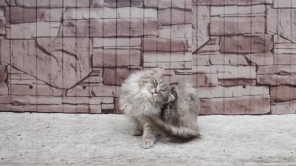 Πορτρέτο Ενός Χαριτωμένου Γκρι Αδέσποτη Γάτα Στους Δρόμους — Αρχείο Βίντεο