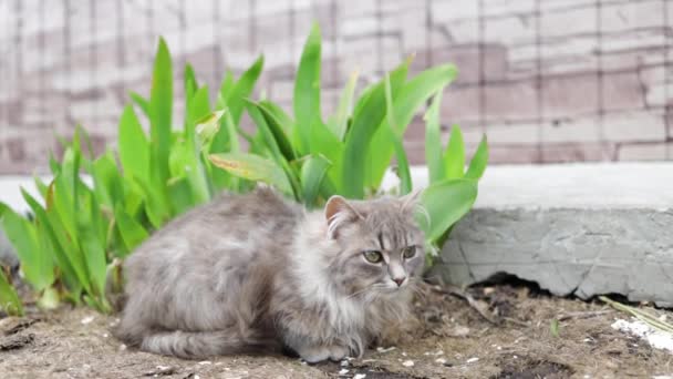 White Long Haired Cat Resting Lawn Garden — Stock Video
