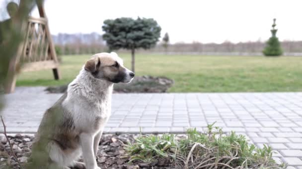 Бездомная Брошенная Бродячая Собака Грустными Умными Глазами — стоковое видео