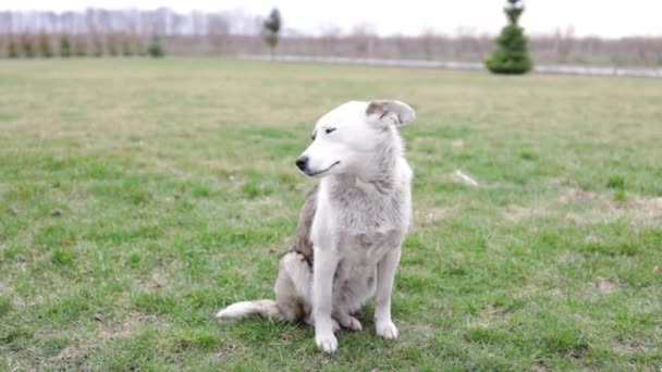 Бездомная Брошенная Бродячая Собака Грустными Умными Глазами — стоковое видео