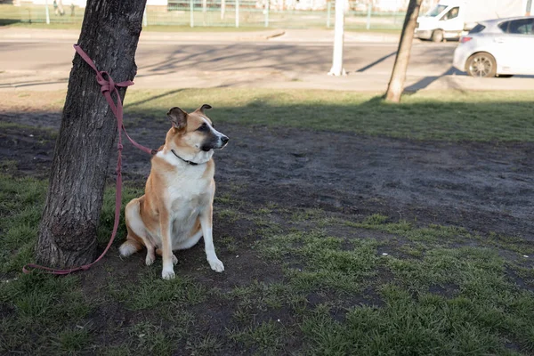 Симпатичная Собака Терпеливо Ждет Своего Хозяина Городской Улице Лежит Помойке — стоковое фото