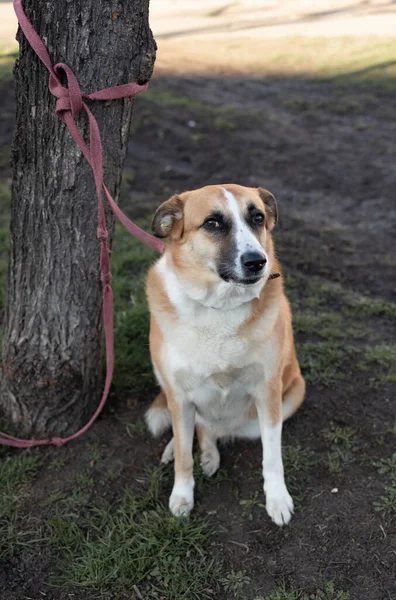 Niedlicher Hund Wartet Geduldig Auf Sein Herrchen Auf Einer Stadtstraße — Stockfoto