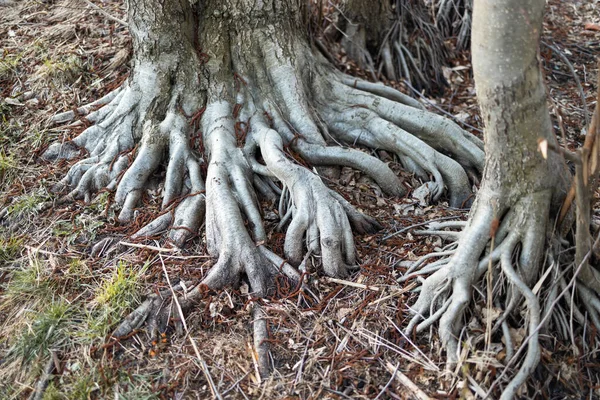 閉じる木の根と緑の森 大きな根が見える大きな木は — ストック写真
