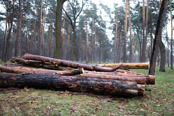 トウヒの幹を積みます 森から木を見た 木材産業の伐採 撤去準備道路に沿って木を切る — ストック写真