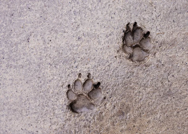dog paw prints in a swamp after rain. four footed animals. Muddy dog paw print. Dog footprints in the mud.