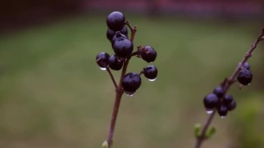Yağmurdan sonra nemli bir dal. Yaban mersinlerinin üzerindeki yağmur damlalarını kapatın. Sinematik renk derecelendirme bakışı. Yüzeyin derinliği. Karamsar doğal arkaplan.
