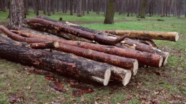 圆木云杉树干堆 从森林里锯下的树伐木木材业 准备砍伐的道路沿线的树木 — 图库视频影像