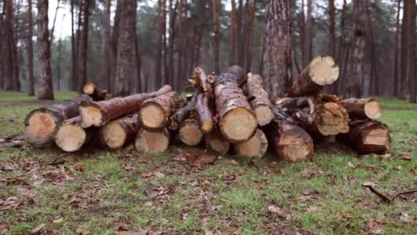 トウヒの幹を積みます 森から木を見た 木材産業の伐採 撤去準備道路に沿って木を切る — ストック動画