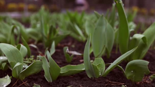 庭の若い損傷した植物 嵐の後の干ばつ — ストック動画